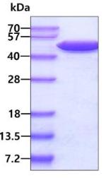 SDS-PAGE (ENO1-1814H).jpg